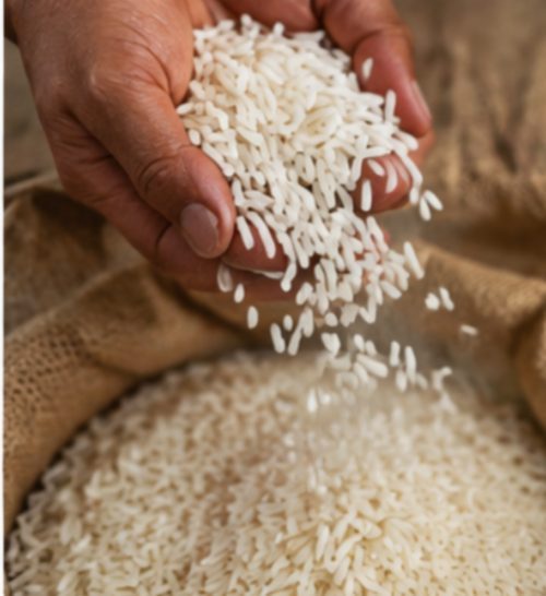 برنج هاشمی گیلان